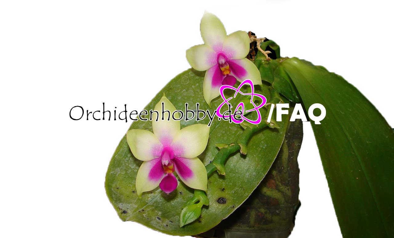 Orchideenhobby De Faq White