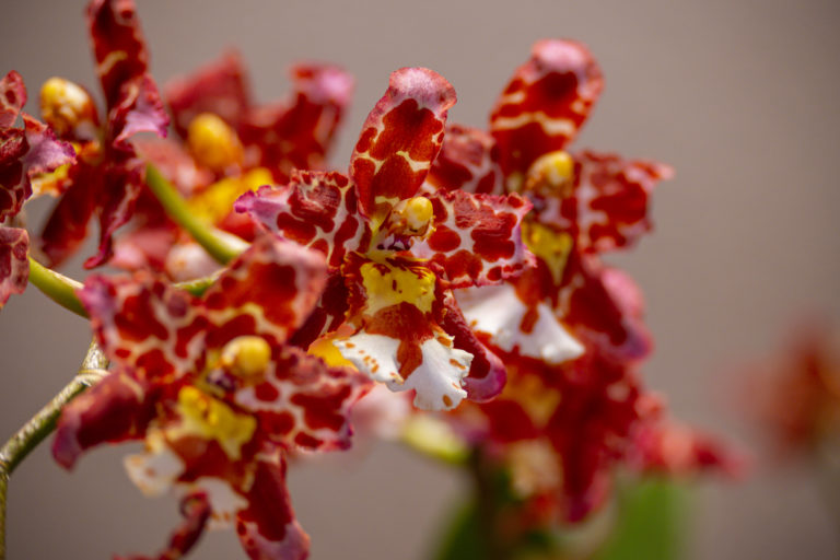 Colmanara Rose Garden