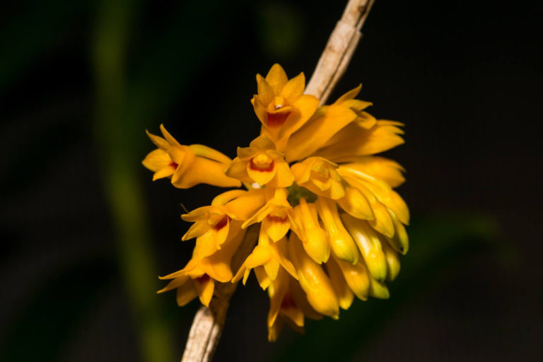 Dendrobium tiongii