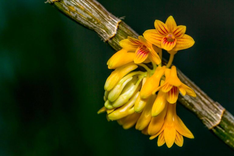 Dendrobium bullenianum