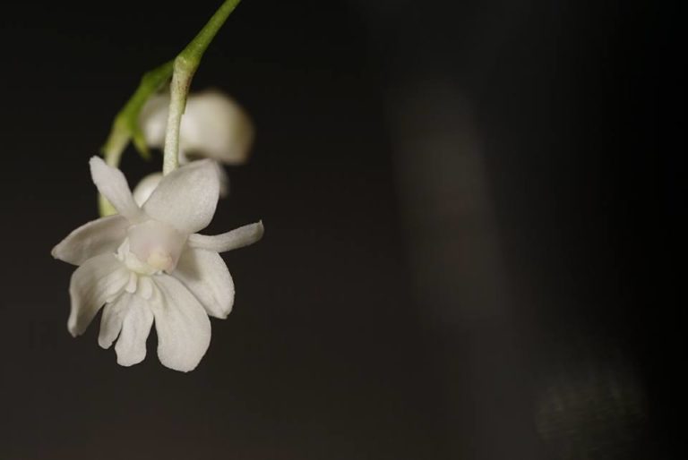 Dendrobium aberrans