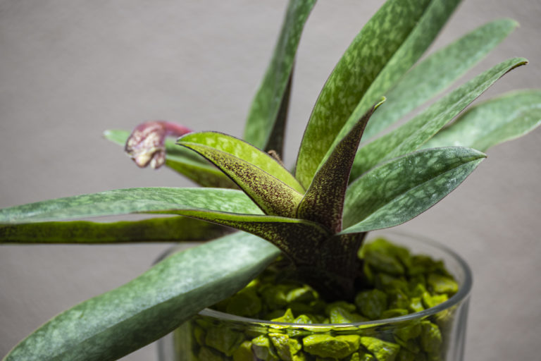 Paphiopedilum (niveum x wenshanense) x charlesworthii