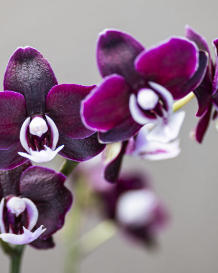 Phalaenopsis-Black-Widdow-1