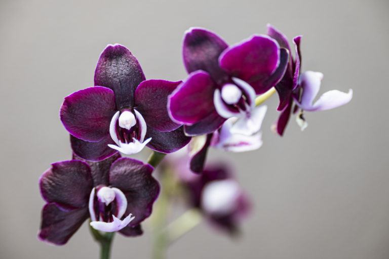 Phalaenopsis Black Widdow