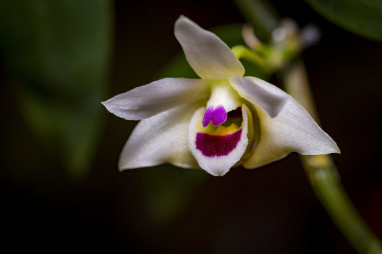 Dendrobium scoriarum