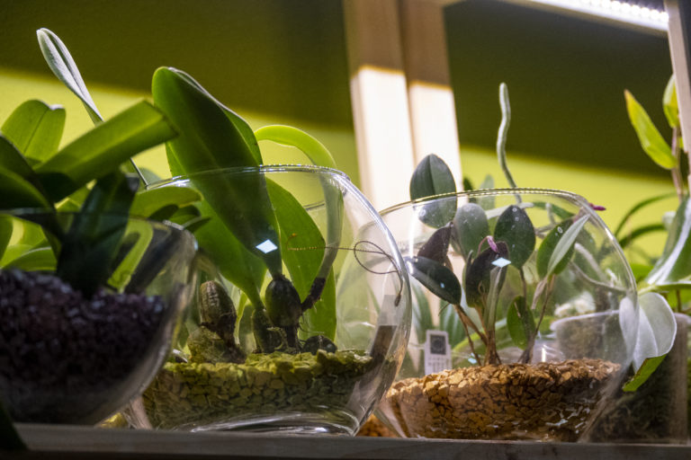 Wie gieße ich im Winter meine in Colomi gepflanzten Orchideen