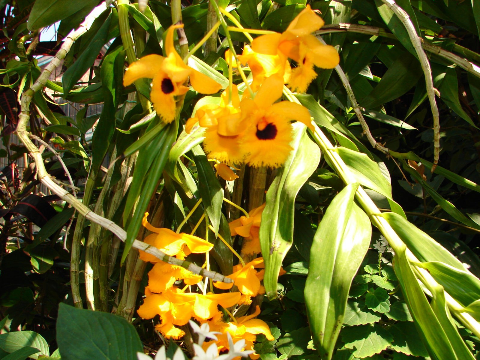 Dendrobium Fimbriatum V. Oculatum