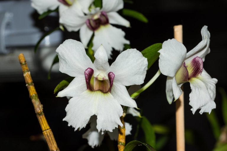 Dendrobium sanderae v. major