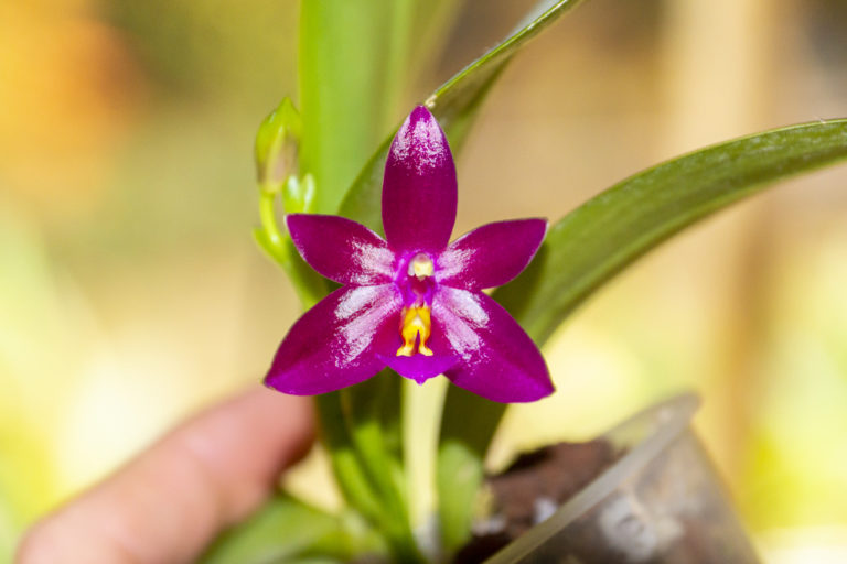 Phalaenopsis Valentinii