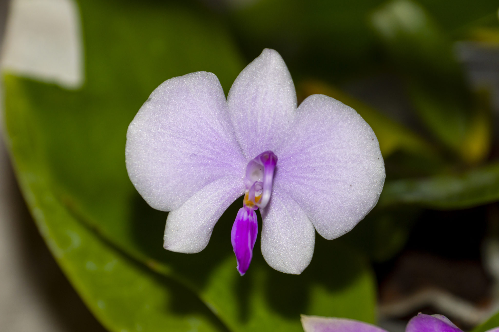 Phalaenopsis Lowii Orchideenhobby.de