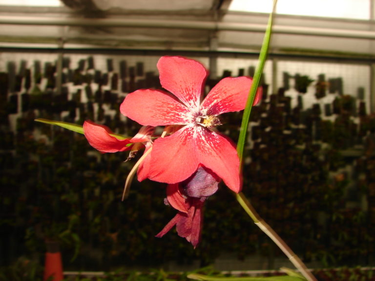 Dendrobium cinnabarinum