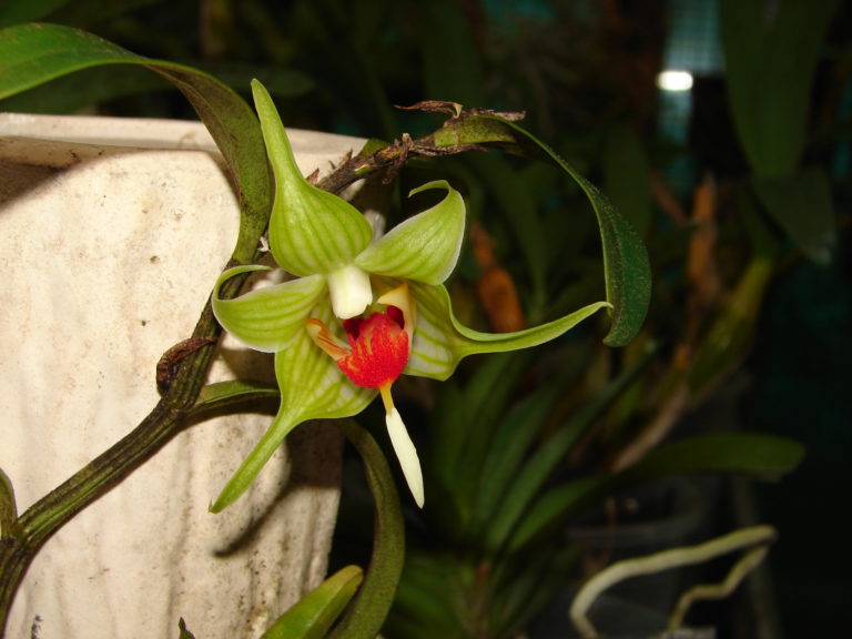 Dendrobium tobaense