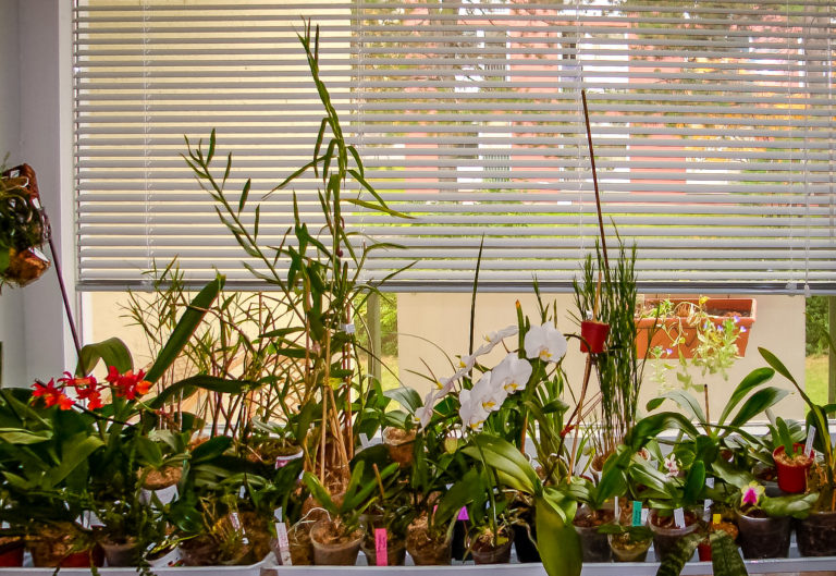 Orchideenfenster Kompass