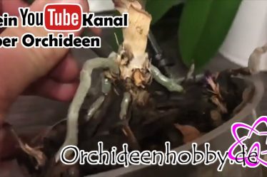 Verblüffend: Tote Orchidee Treibt Überraschend Aus