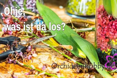 Wie Man Orchideen-Katastrophen Vermeidet: Expertentipps