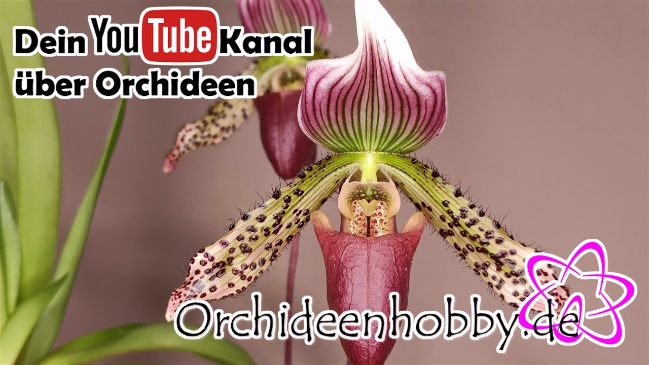 So Pflegst Du Die Paphiopedilum Callosum ‚Big‘ Orchidee Richtig