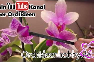 Die Besten Tipps Zur Orchideen-Bestäubung Und Pflanzenzucht