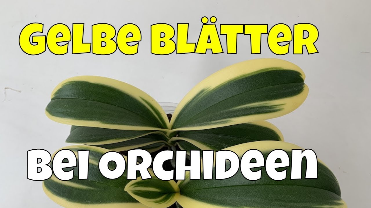 Vermeiden Sie Diese Fehler: 20 Ursachen Für Kranke Blätter #Orchideen