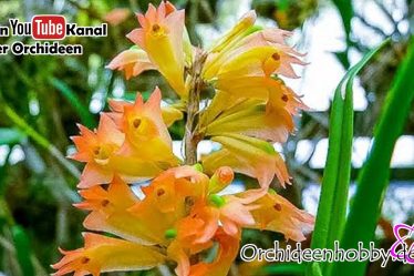 Verpassen Sie Nicht: Dendrobium Faciferum In Voller Blüte! #Orchideen