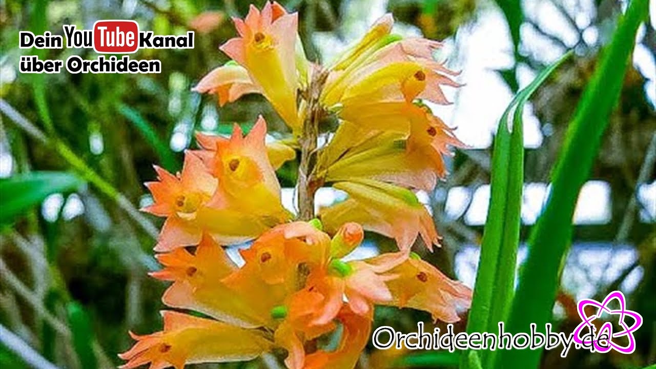 Verpassen Sie Nicht: Dendrobium Faciferum In Voller Blüte! #Orchideen