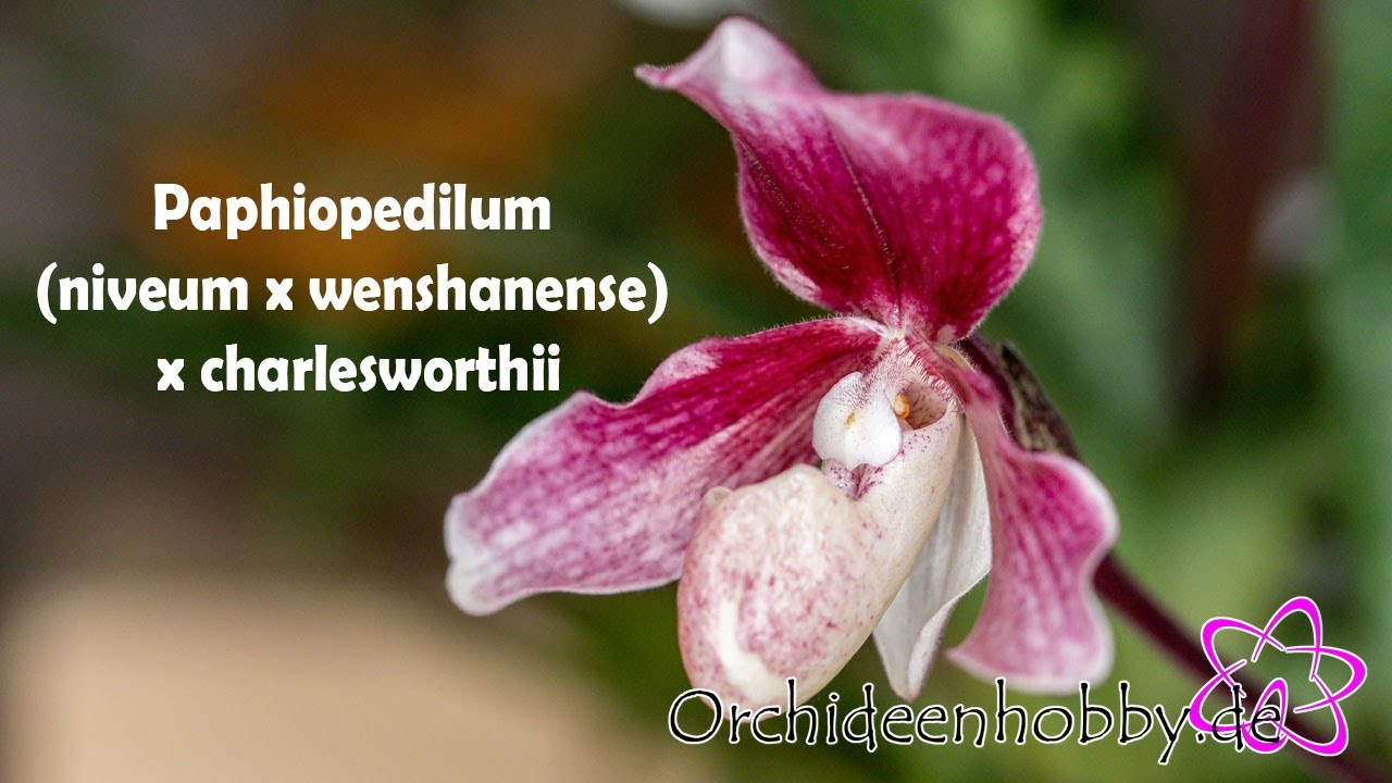 Entdecke Die Faszinierende Blüte Der Paphiopedilum (Niveum X Wenshanense) X Charlesworthii Orchideen