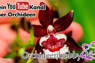 Die Perfekte Fensterbank-Oase: Colmanara Tropic Black Orchideen Im Eigenen Zuhause