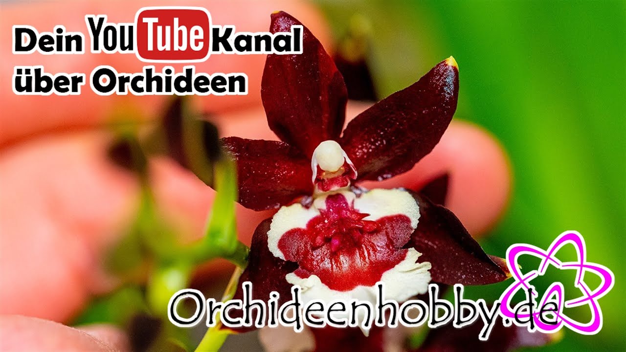 Die perfekte Fensterbank-Oase: Colmanara Tropic Black Orchideen im eigenen Zuhause 1 Die Perfekte Fensterbank-Oase: Colmanara Tropic Black Orchideen Im Eigenen Zuhause