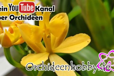 Epidendrum Orchideen: Die Erstaunliche Blütenexplosion, Die Auch Bei Dir Wächst
