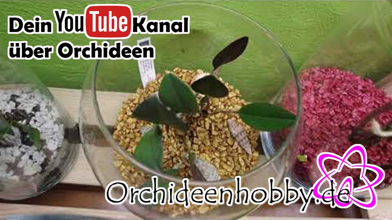 Tauchen Sie ein in die atemberaubende Orchideen-Sammlung 1 Tauchen Sie Ein In Die Atemberaubende Orchideen-Sammlung
