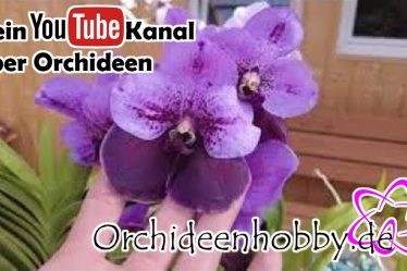 Wie Sie Ihre Vanda Orchideen Gesund Halten: Wurzelkontrolle