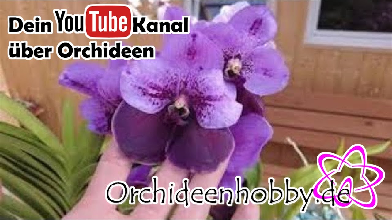 Wie Sie Ihre Vanda Orchideen Gesund Halten: Wurzelkontrolle