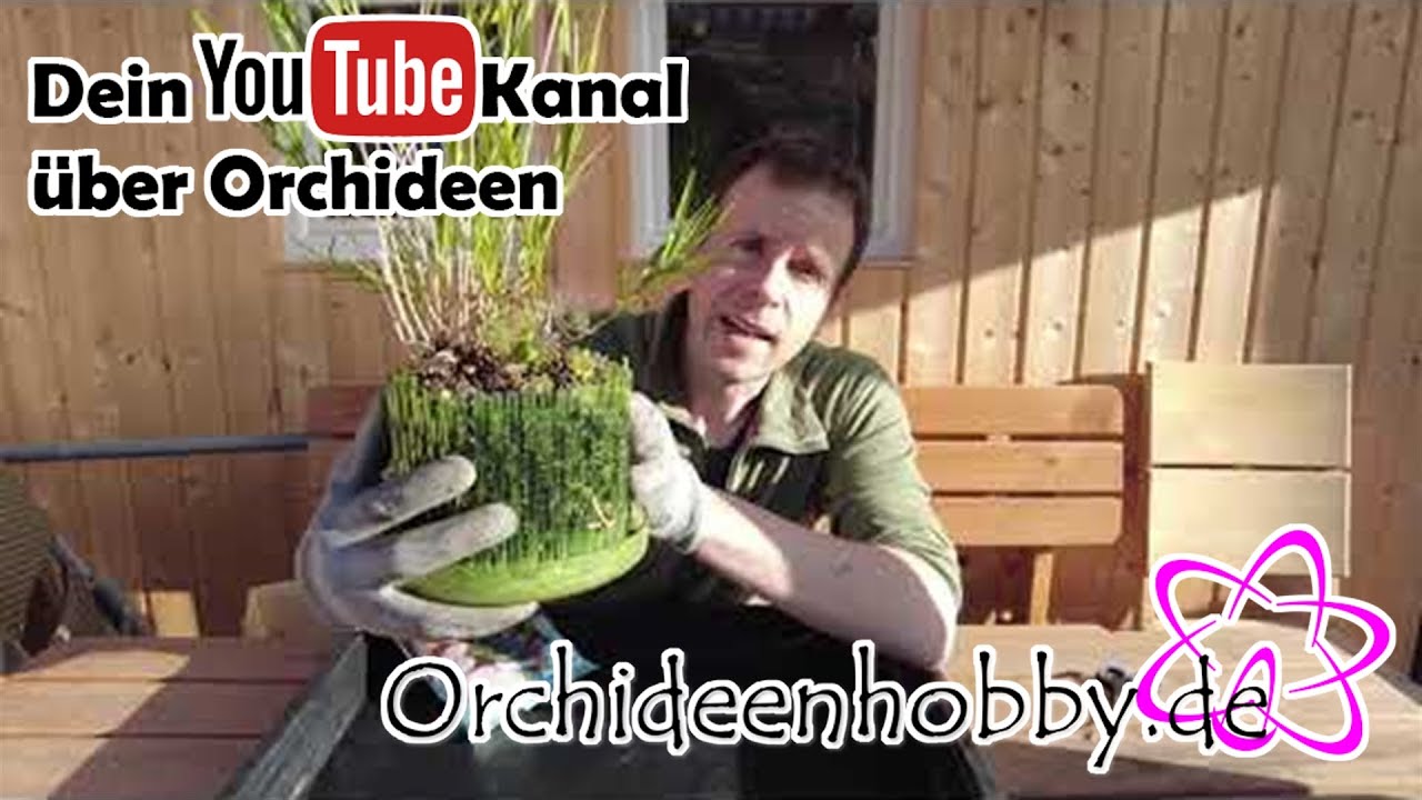 Die unglaubliche Schönheit der Isochilus lineares Orchideen enthüllt 1 Die Unglaubliche Schönheit Der Isochilus Lineares Orchideen Enthüllt