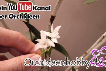 Geheime Duftwunder: Entdecke Die Zauberhafte Dendrobium Delicatum Orchidee