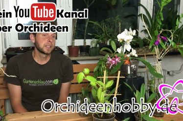 Die Geheime Methode: So Vermehrst Du Orchideen Durch Stecklinge!