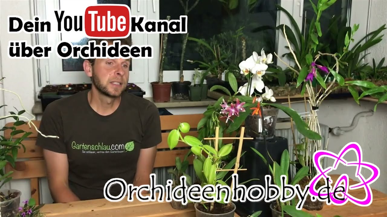 Die geheime Methode: So vermehrst du Orchideen durch Stecklinge! 1 Die Geheime Methode: So Vermehrst Du Orchideen Durch Stecklinge!