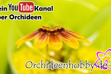 Bulbophyllum Mastersianum: Die Geheimnisvolle Faszination Seiner Blüte