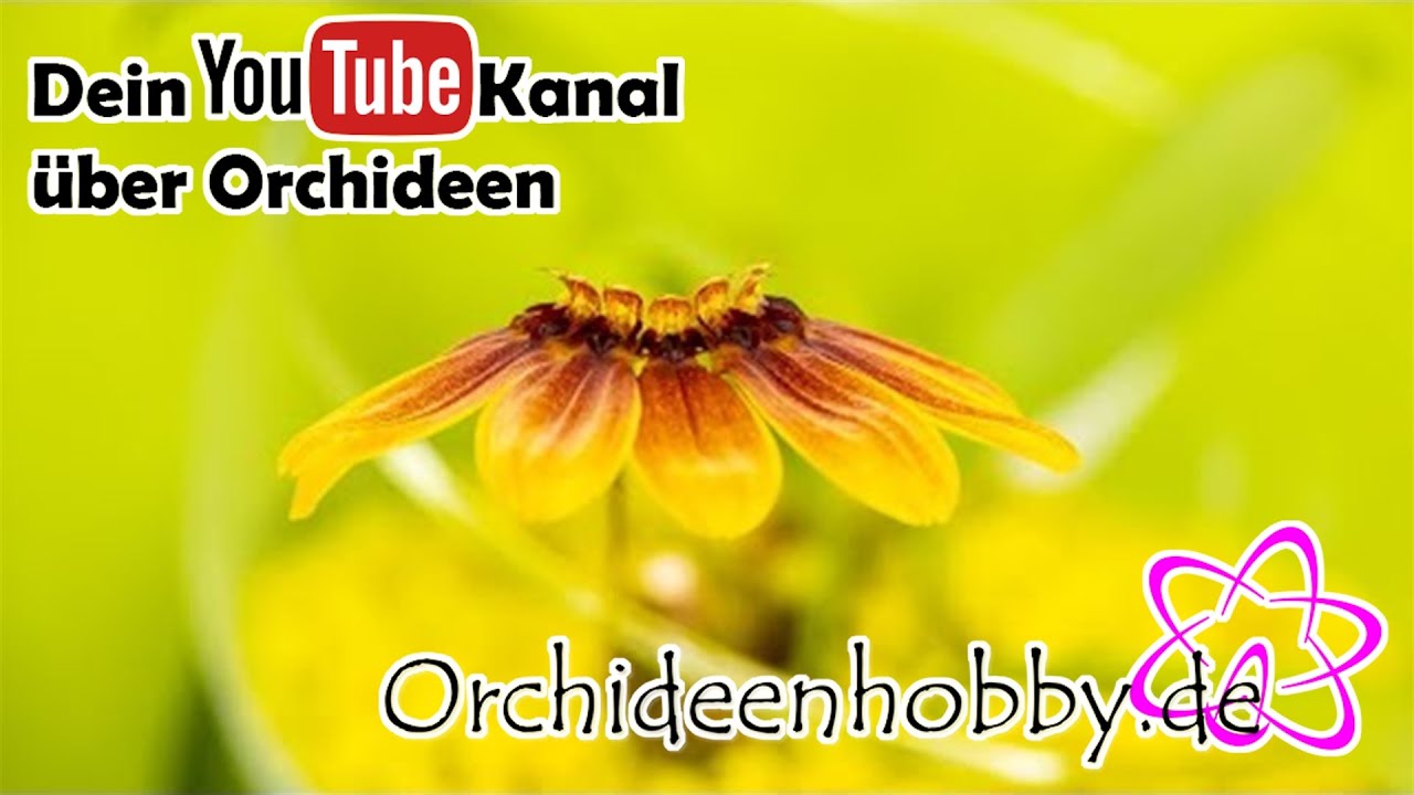 Bulbophyllum Mastersianum: Die Geheimnisvolle Faszination Seiner Blüte