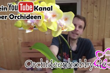Die Erstaunlichste Orchidee Aller Zeiten: Phalaenopsis Peloric Sunrise