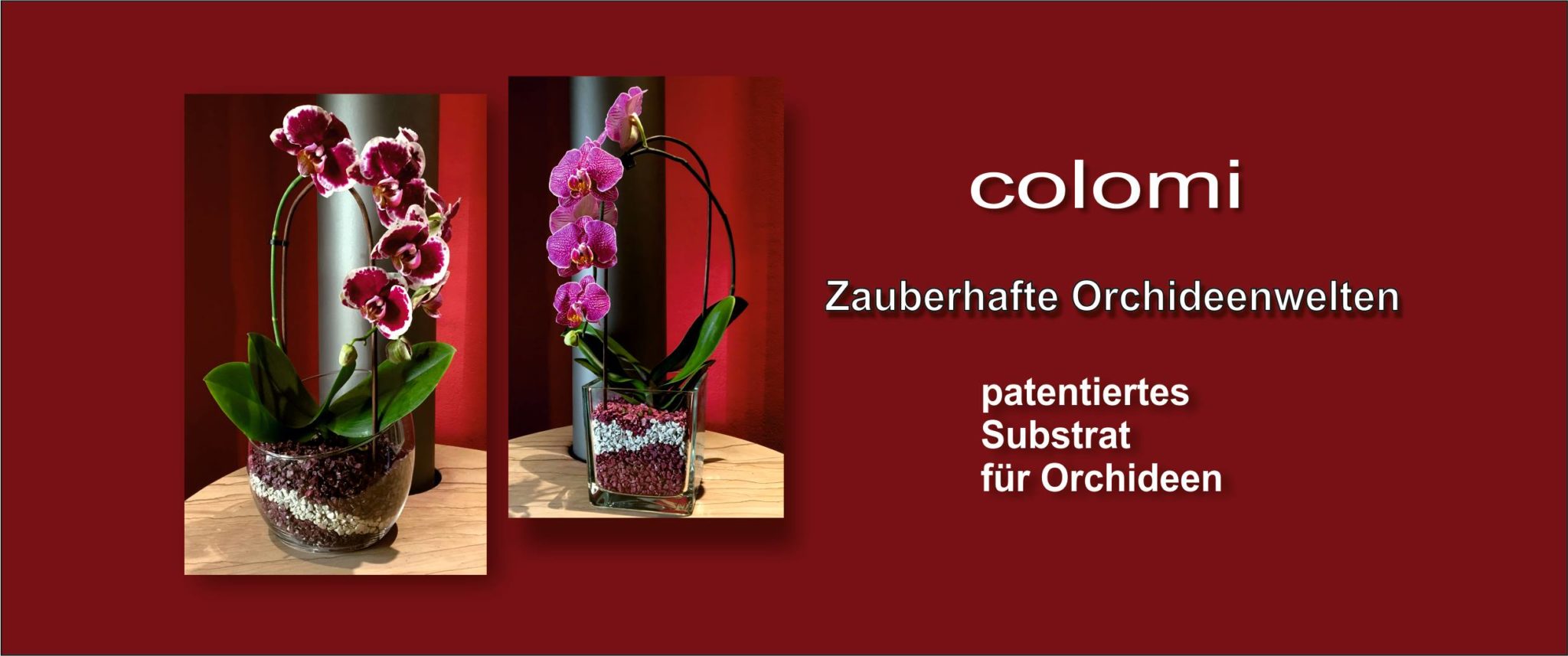 Phalaenopsis Lowii Orchideenhobby.de