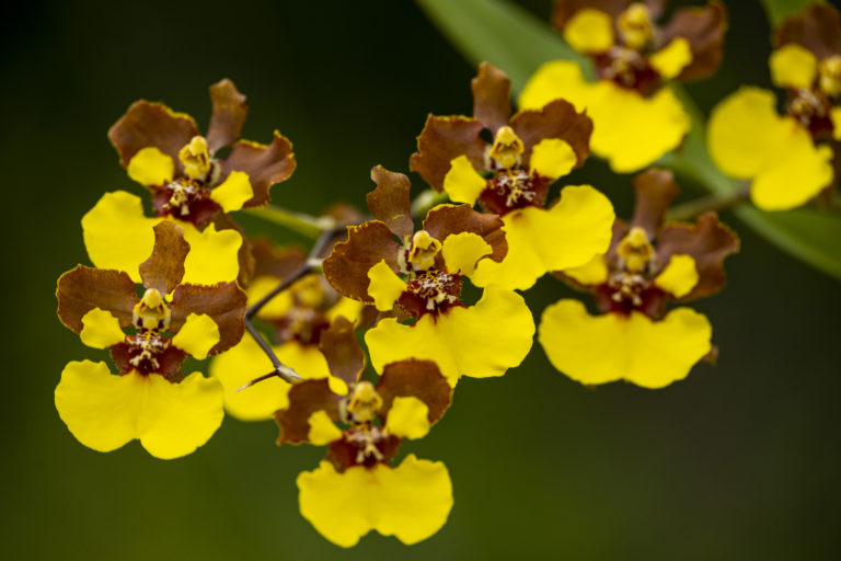 Oncidium Rainer