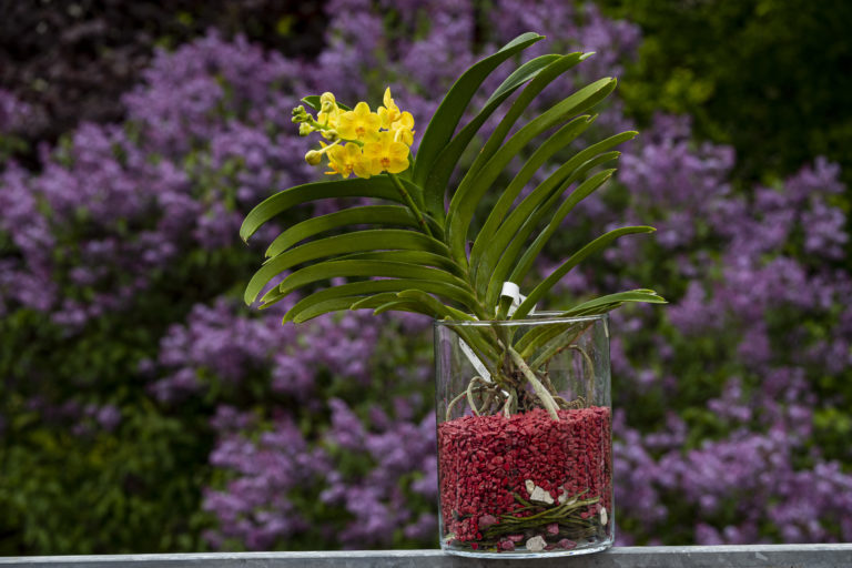 Vanda im Glas mit Colomi