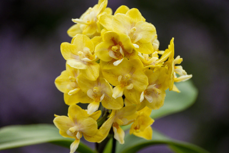 Phalaenopsis (Doritaenopsis) Sogo Banana