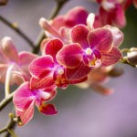 Phalaenopsis Diffusion Pflege – Rote Punkte Orchidee Guide