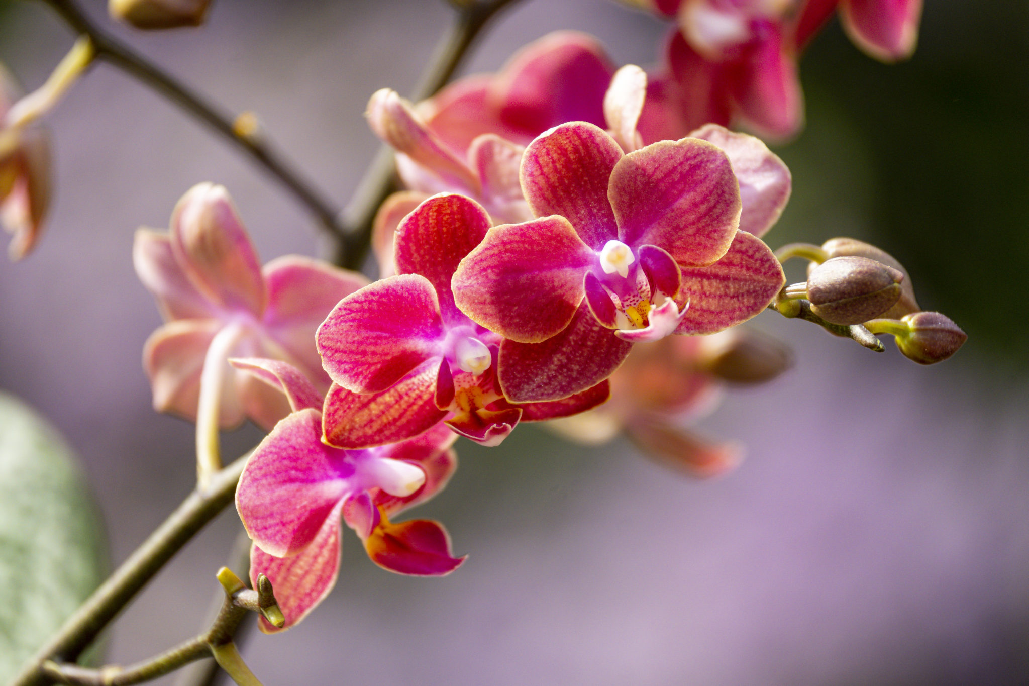 Phalaenopsis Lowii Orchideenhobby.de