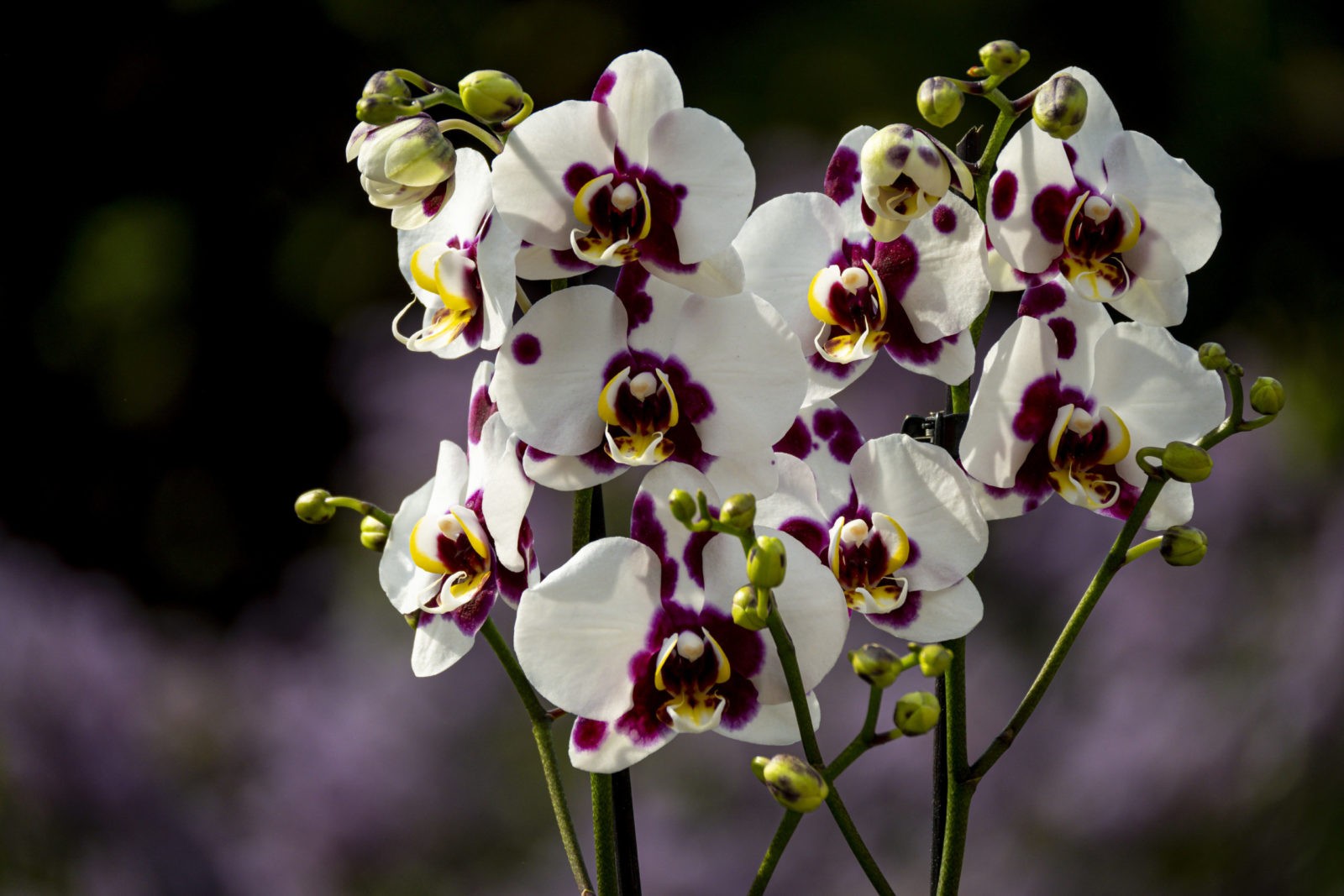 Phalaenopsis Elegant 'Polka Dots' Orchideenhobby.de