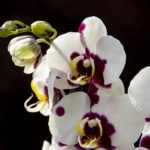 Orchideen Temperatur: Optimale Wohlfühl-Temperaturen