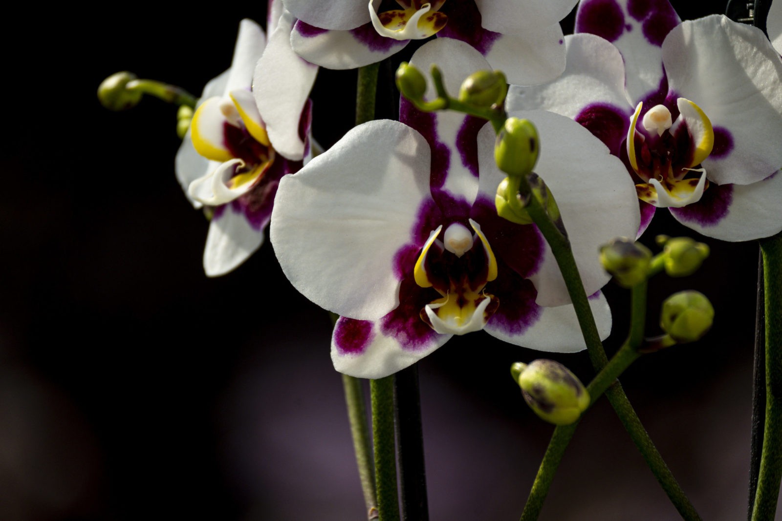 Phalaenopsis Elegant 'Polka Dots' Orchideenhobby.de