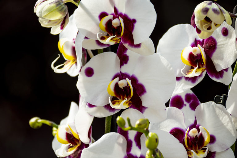 Phalaenopsis Elegant ‚Polka Dots‘