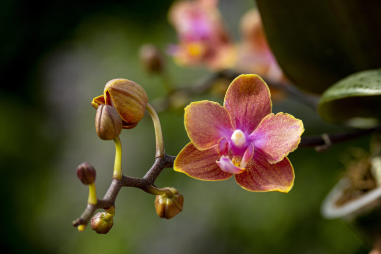 Phalaenopsis Dusty Belle
