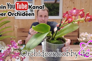 Phalaenopsis Sogo Fusion, Phal. Diffusion Und Das Duftorchideen Quartett -Orchideenhobby.de